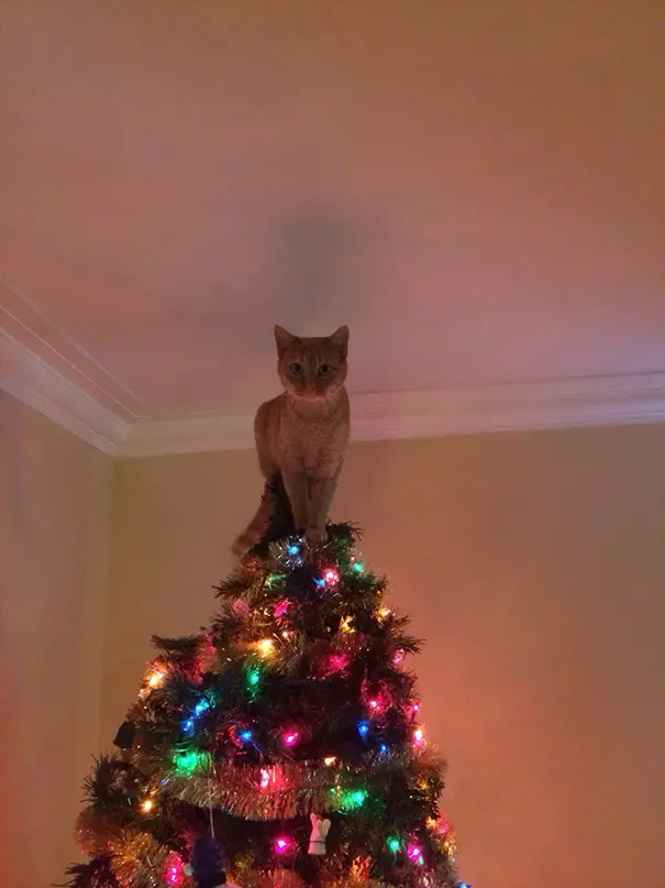 Mori, the Naughty Cat and the Christmas Tree.thi