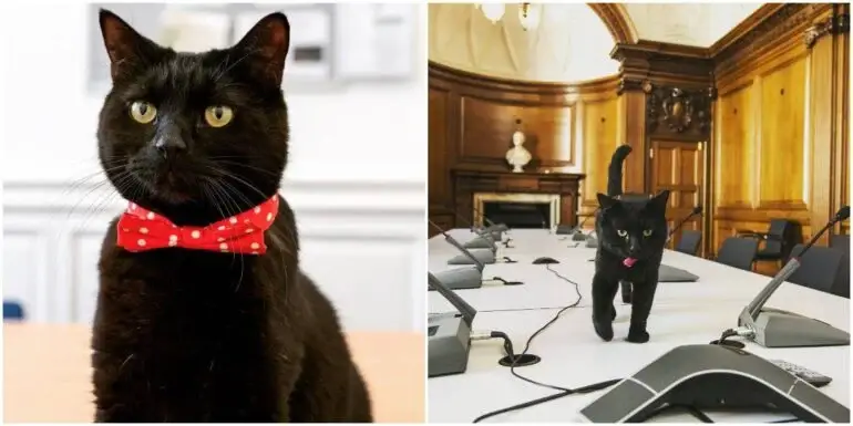 Meet Gladstone: The Chief Mouser For Her Majesty’s Treasury