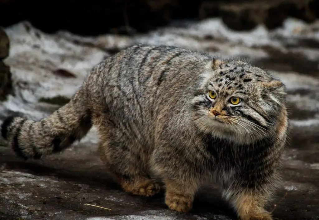 Zelenogorsk the Pallas’s cat is chilling on his tail.thi