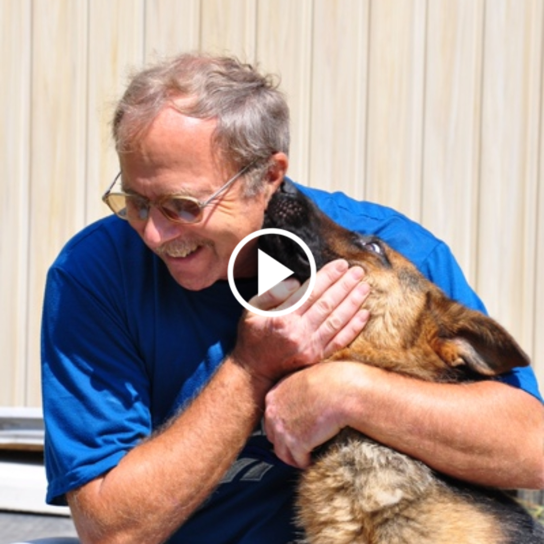 Following an absence of over three years, a loyal dog and its loving owner were joyfully reunited at the shelter, their tear-filled embrace resonating with millions and warming hearts across the globe