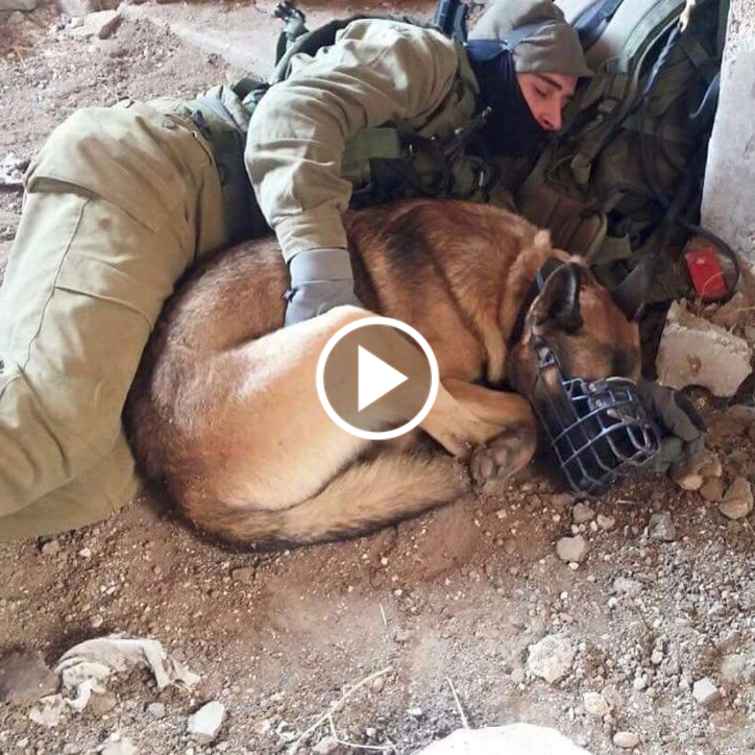 In a heartwarming nap captured on video, the touching love story unfolds between a loyal dog and a soldier, showcasing the profound bond of unconditional love that melts the hearts of millions around the world