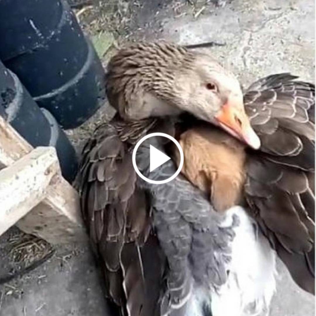 A heartwarming moment of an abandoned newborn puppy finding unexpected salvation from a nurturing goose, saving him from the cold and abandonment. 00hh