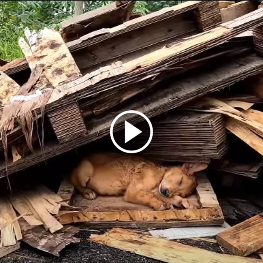 “Rising from the Rubble”: The Extraordinary Rescue of a Weak Little Dog Found in the Depths of a Dump, Rekindling Hope and Healing. 00hh