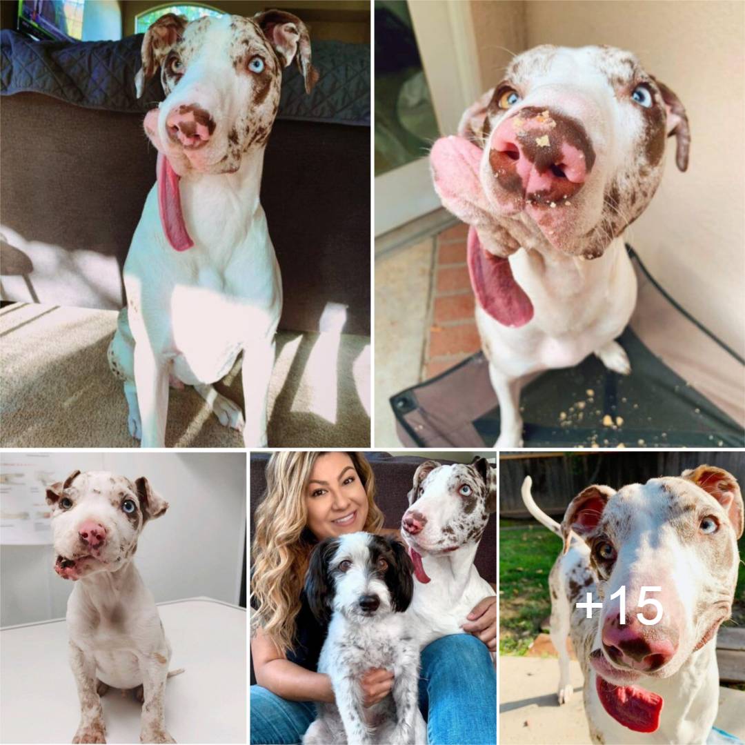 A Guardian Angel’s Compassion: Transforming the Life of a Dog with a Deformed Face