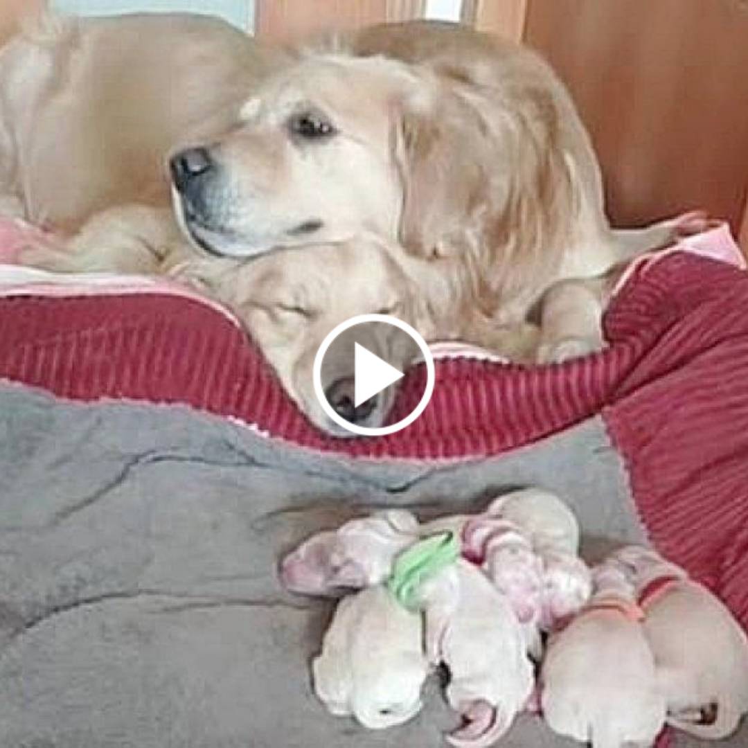 A Heartwarming Moment Of A Beloved Couple Welcomes 6 Their Adorable Newborn Puppies Into The World