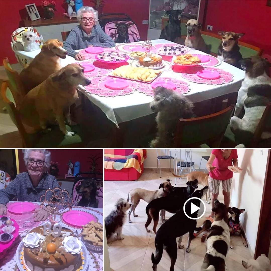 Heartwarming: 91-Year-Old Grandma Invites Wild Neighborhood Dogs to Her Birthday Party