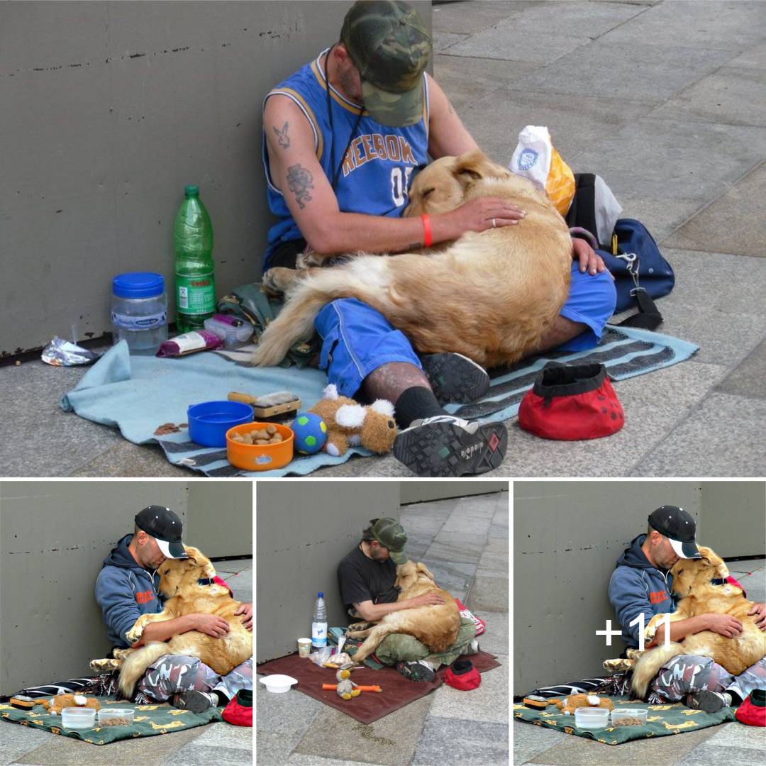 The Loyal and Devoted Dog Stands by Homeless Owner, Creating A Touching Moment To Millions Around The World