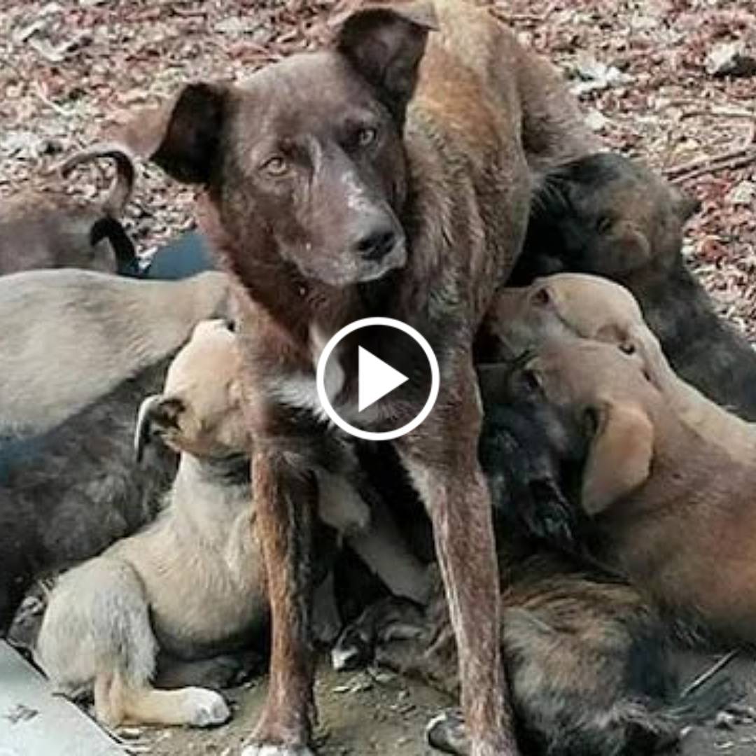 00hh Miracle Rescue: Mother Dog and 17 Puppies Abandoned on the Side of the Road near the Forest Found Alive and Safe. 00hh