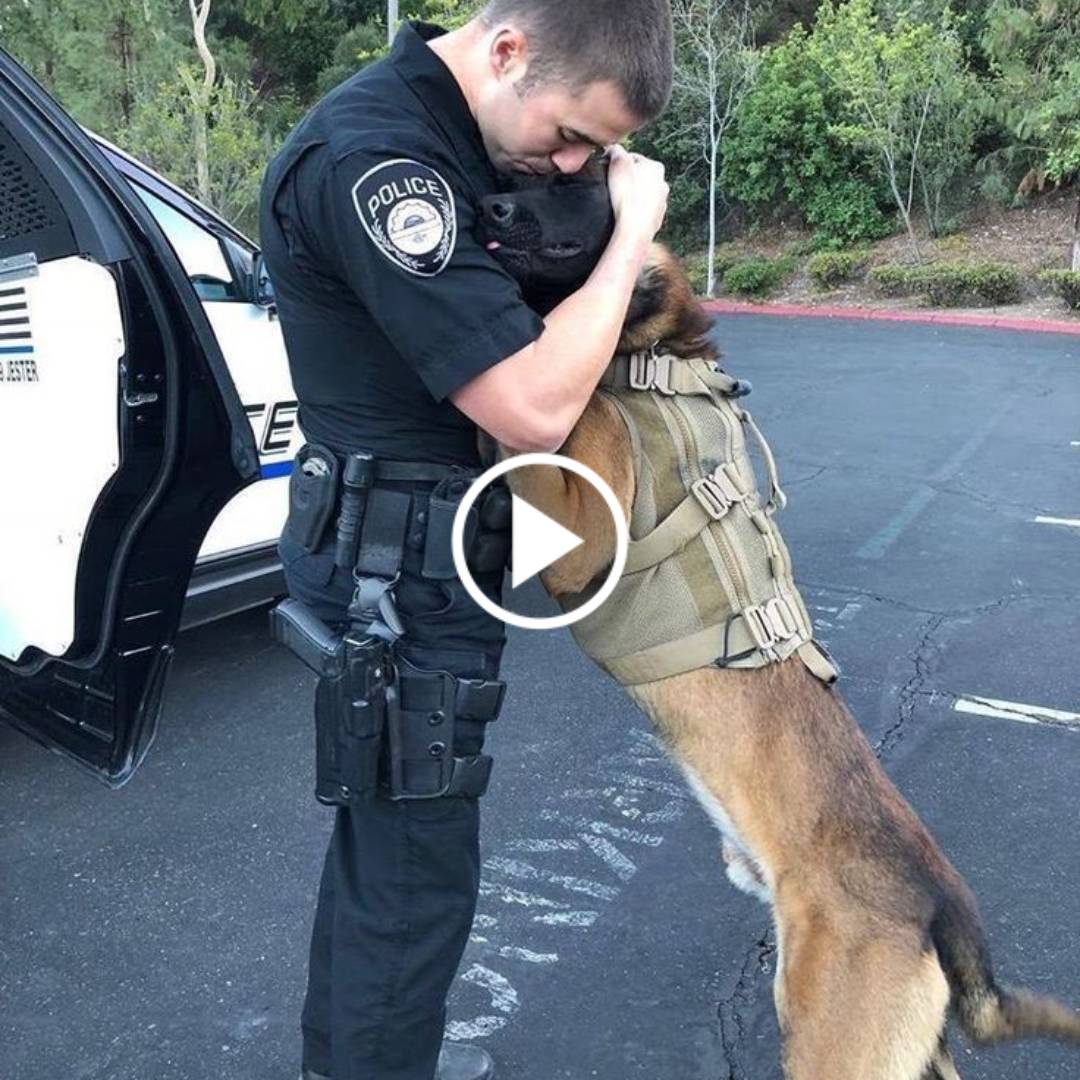 The heartfelt embrace between a military dog and its owner reunited after an 11-year separation, resonated with millions worldwide, spreading a wave of warmth and joy that touched the hearts of people across the globe