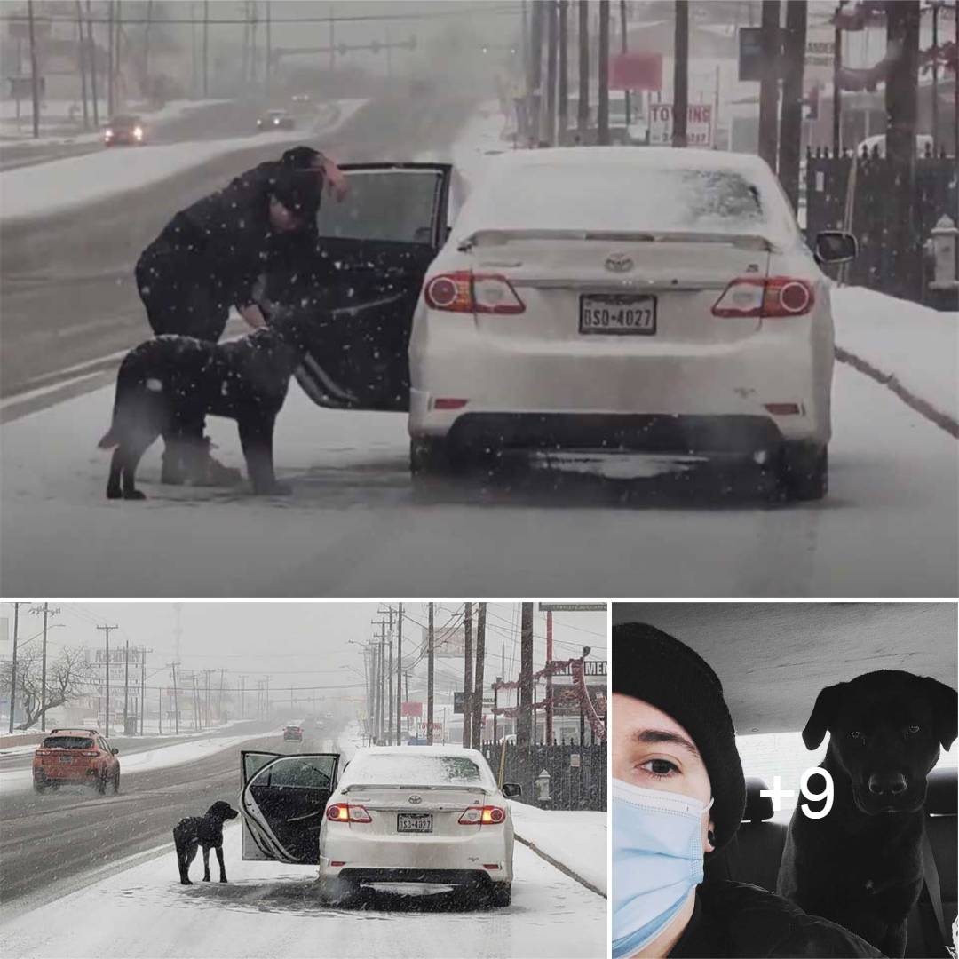 The woman’s kind-hearted nature drove her to save the dog stranded on a snow-covered road