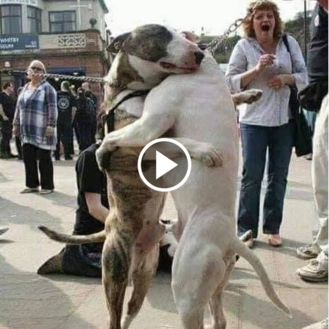 Heartfelt Reunion: After 7 Years, Two Dogs Share an Emotional Embrace, Bringing Tears of Joy to Onlookers