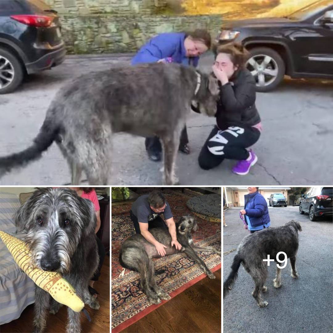 The emotional reunion between a woman and her long-lost dog brings tears of joy as she thoughtfully embraces her beloved companion, dispelling the fear of a permanent separation.