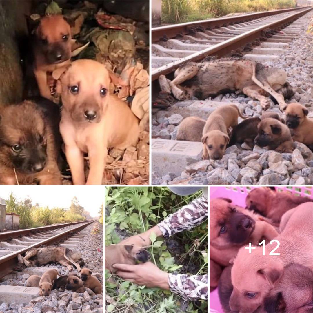 Heartwarming Image Captures Orphaned Dogs Resolutely Staying by Their Late Mother’s Side, a Touching Display of an Indomitable Connection