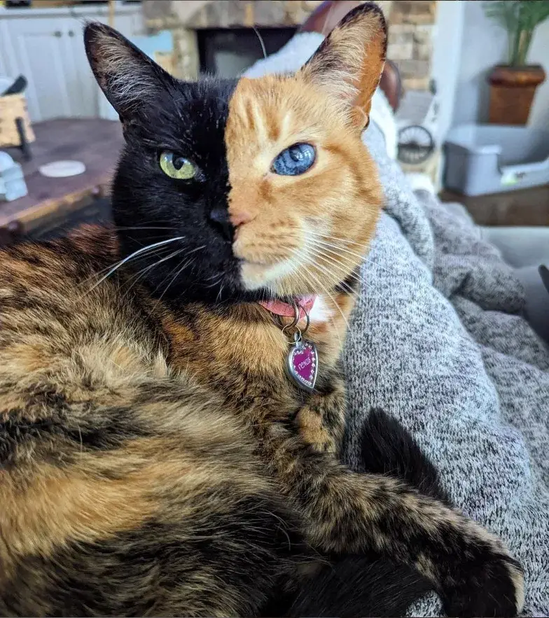 Tn. Meet Venus, the Intriguing Chimera Cat with a Remarkable Two-Toned Face