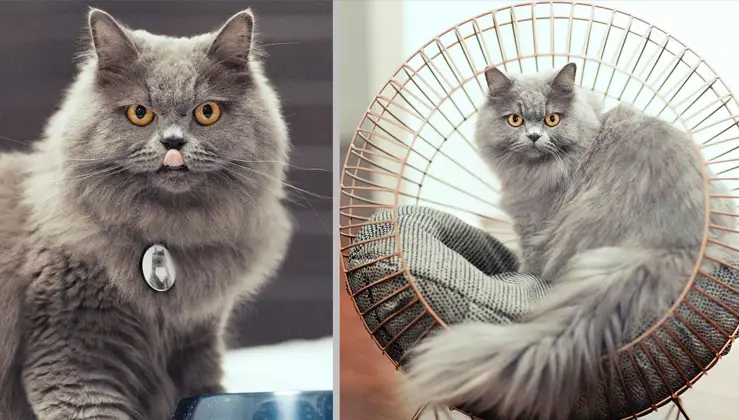 Meet Panther: A Gorgeous Persian Cat that Will Take Your Breath Away