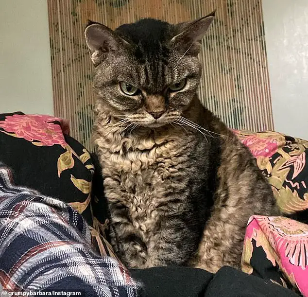 “The Fierce Feline with a Killer Glare: Meet Barbara, the Instagram Sensation Who’s More Affectionate Than You Think!”