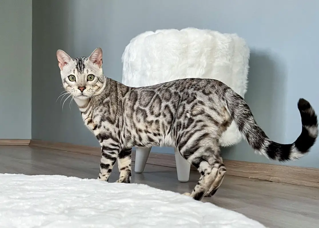 Exploring the World of the Silver Bengal Cat: 10 Essential Facts for 2023.thi