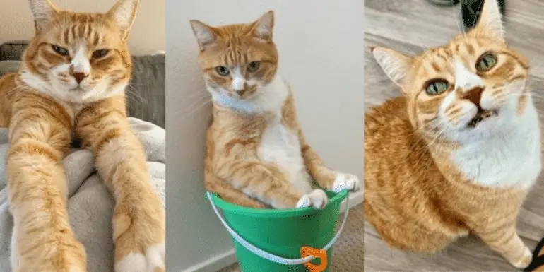 Marley The Ginger Kitty Might Be A Senior, But He Shines Like A Sprightly Kitten