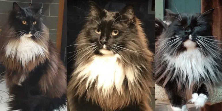 Meet Bustopher Jones: A Maine Coon Cat That Was Born To Impress