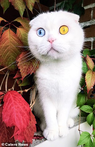 “The Enchanting Tale of a Cat with Heterochromatic Eyes: Blue and Yellow”