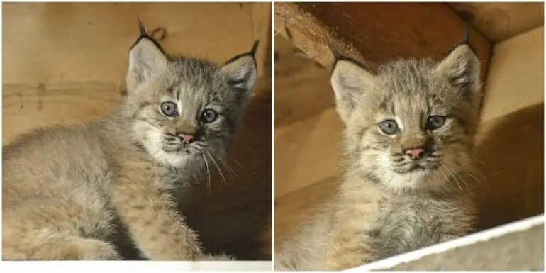 Three Canada Lynx Kittens Welcomed To The World In Pennsylvania