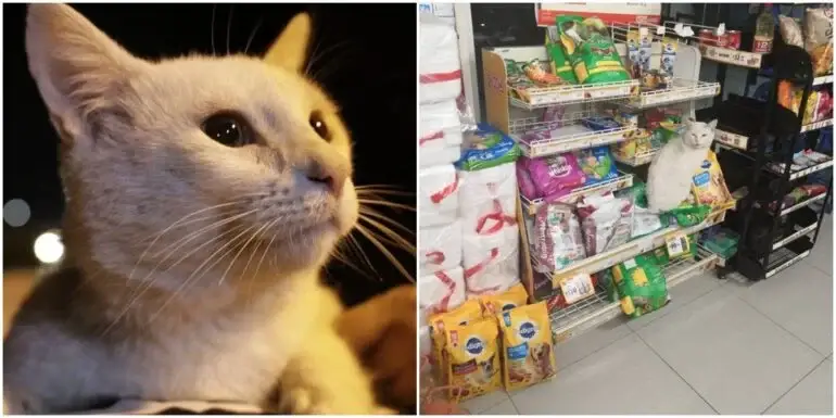 Lonely Stray Cat Leads Woman Inside Store For Food, Leaves With Forever Home