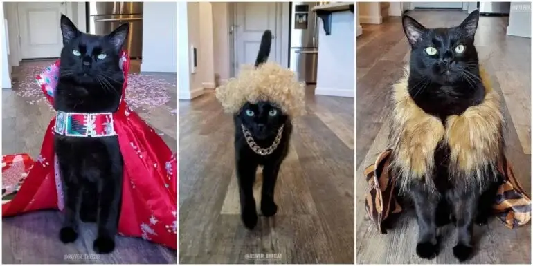 Meet Rover: A Cool Black Kitty Who Was Born To Catwalk