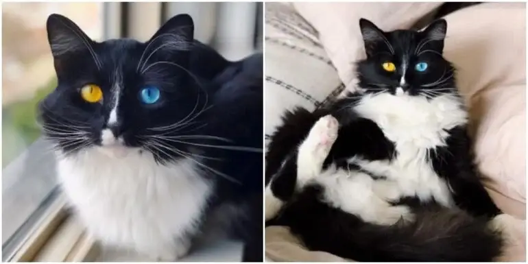 Meet Bowie The Tuxedo Cat: A Cool Cat With Even Cooler Eyes