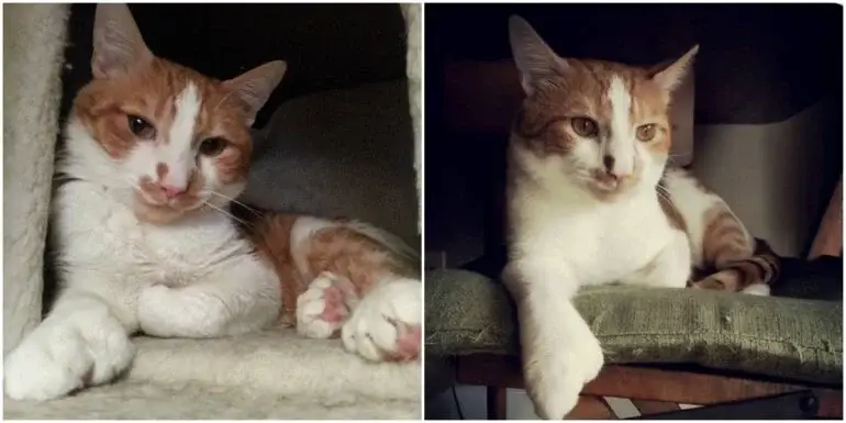 Meet Jake The Polydactyl Cat: A Rescued Cat With A Story Of Survival