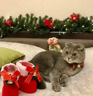 Lana’s Christmas Cheer: A Purr-fectly Festive Feline Countdown.thi