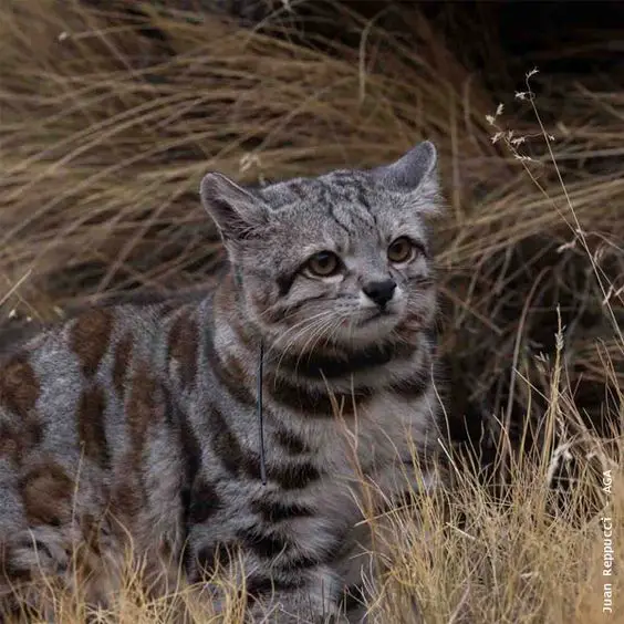 An Andean Cat Captivates Conservationists: A Symbol of Hope.thi