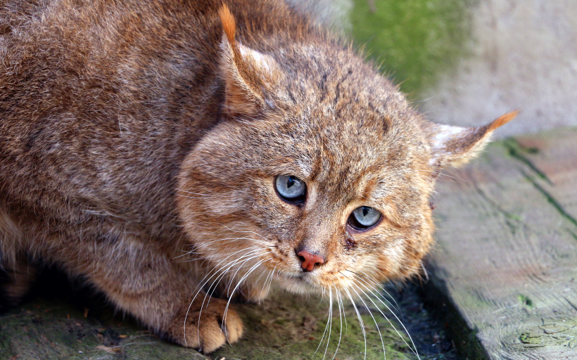 The Chinese Mountain Cat Leaves a Trail of Fur.thi