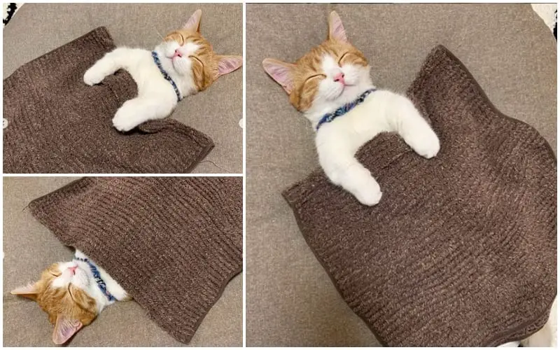 Meet Chata: An Adorable Kitten Who Prefers To Sleep Like A Human