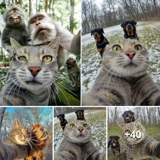 Meet the Social Media Star Cat with over Half a Million Fans and a Talent for Selfies