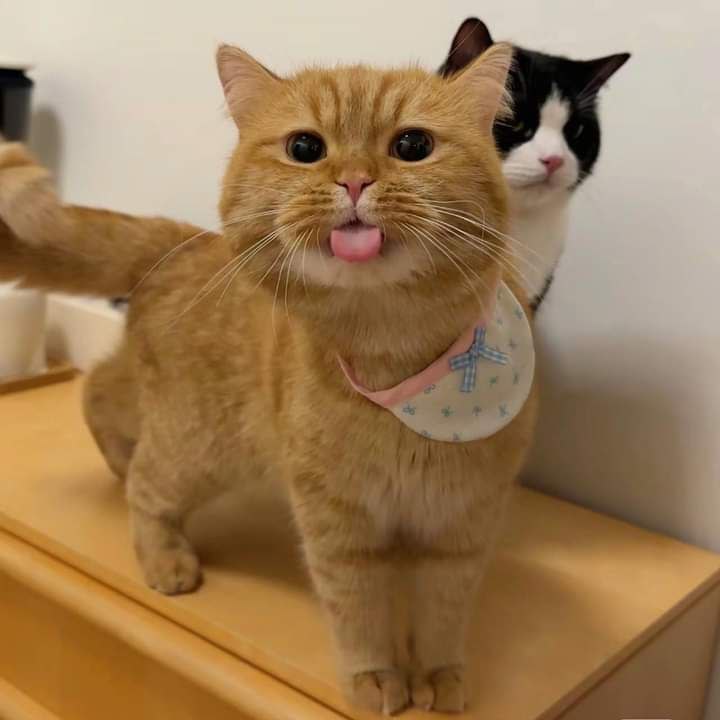 Meet Pleezz, the cat who sticks out his tongue to be cute.thi