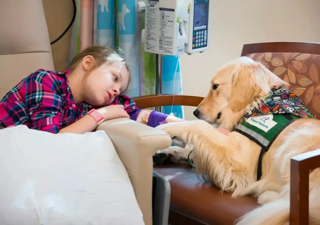 A touching story about a devoted dog who becomes a protector, bringing solace and love to a young girl lying in a hospital bed, winning over everyone with its unwavering affection and kindness