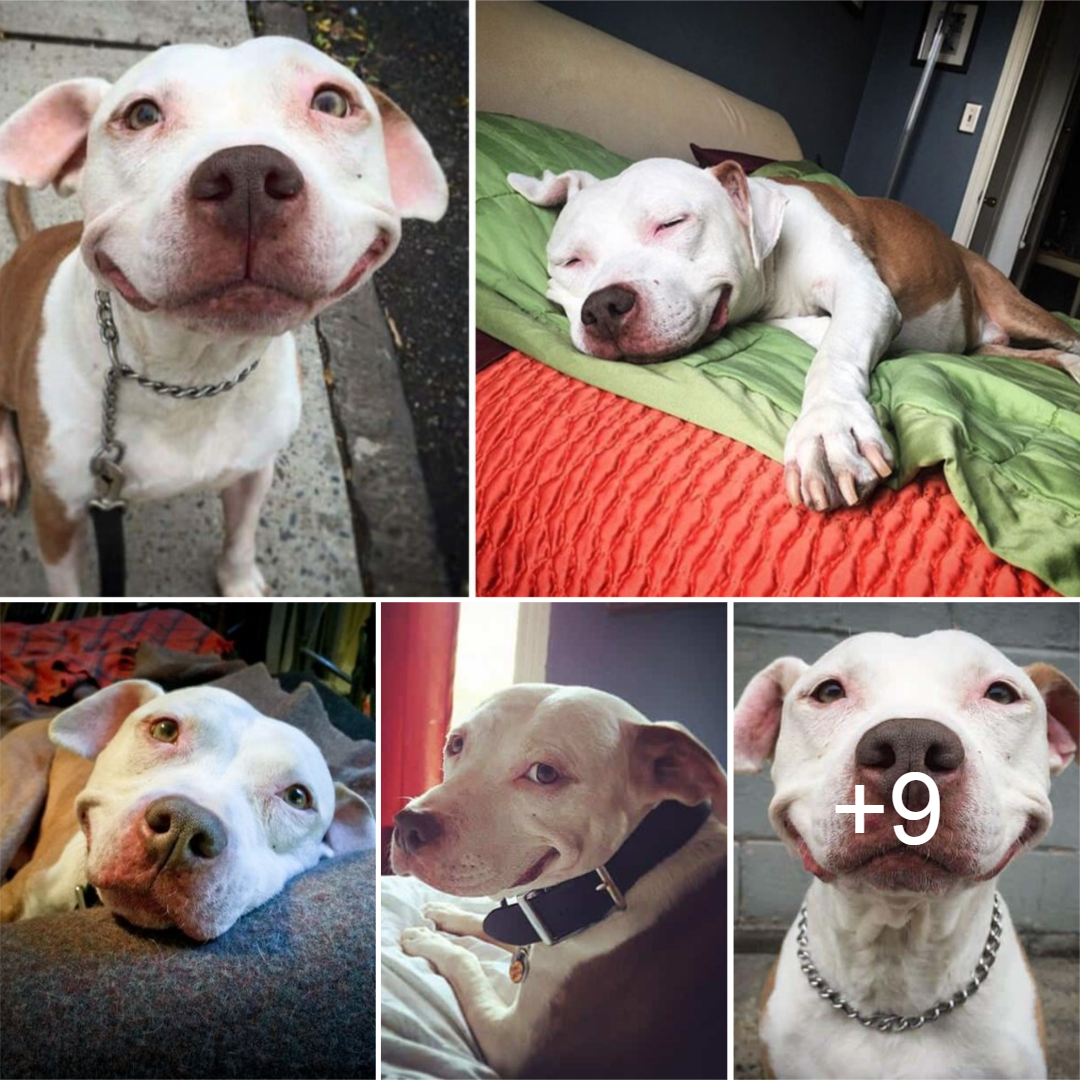 nin The formerly stray Pitbull, once rescued, now wears a perpetual smile—a testament to discovering comfort after enduring harsh times on the streets