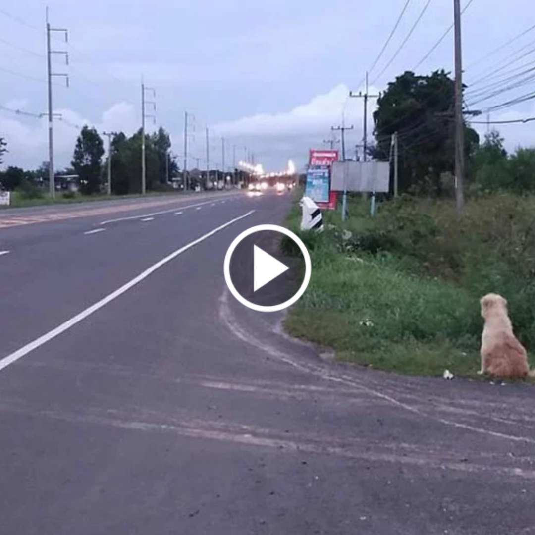 nin Enduring Loyalty: A Faithful Dog’s Four-Year Vigil Culminates in a Heartwarming Reunion with long-lost owners