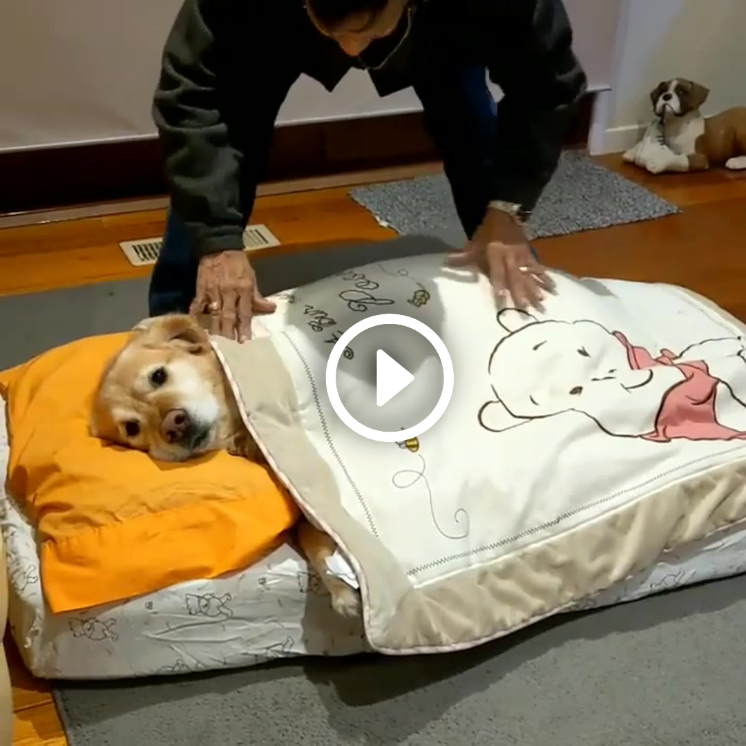 The adopted dog, from an animal shelter, happily experienced a moment of warmth as its new owner lovingly wrapped it in a cozy blanket before going to sleep