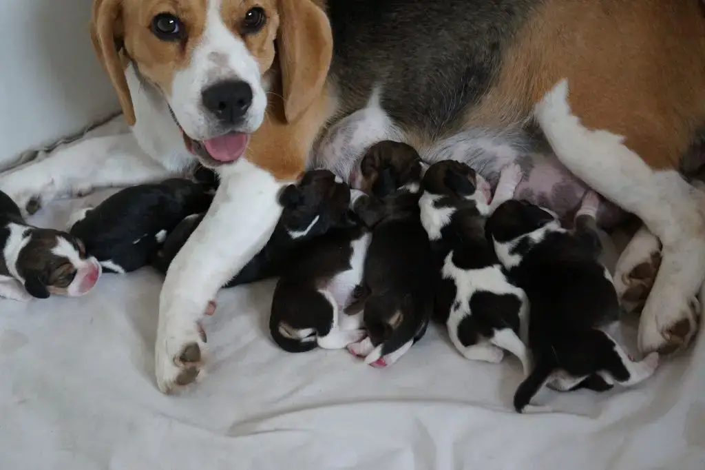 Mother Dog’s Endless Love as She Watches Over Her Sleeping Puppies Inspires Millions of Hearts Worldwide