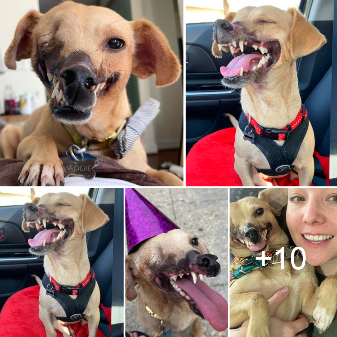 nin The dog labeled as ‘fighting bait,’ having once lost half her face, now bears an unrecognizable visage, a testament to the transformative power of finding a loving home that defies her tragic past