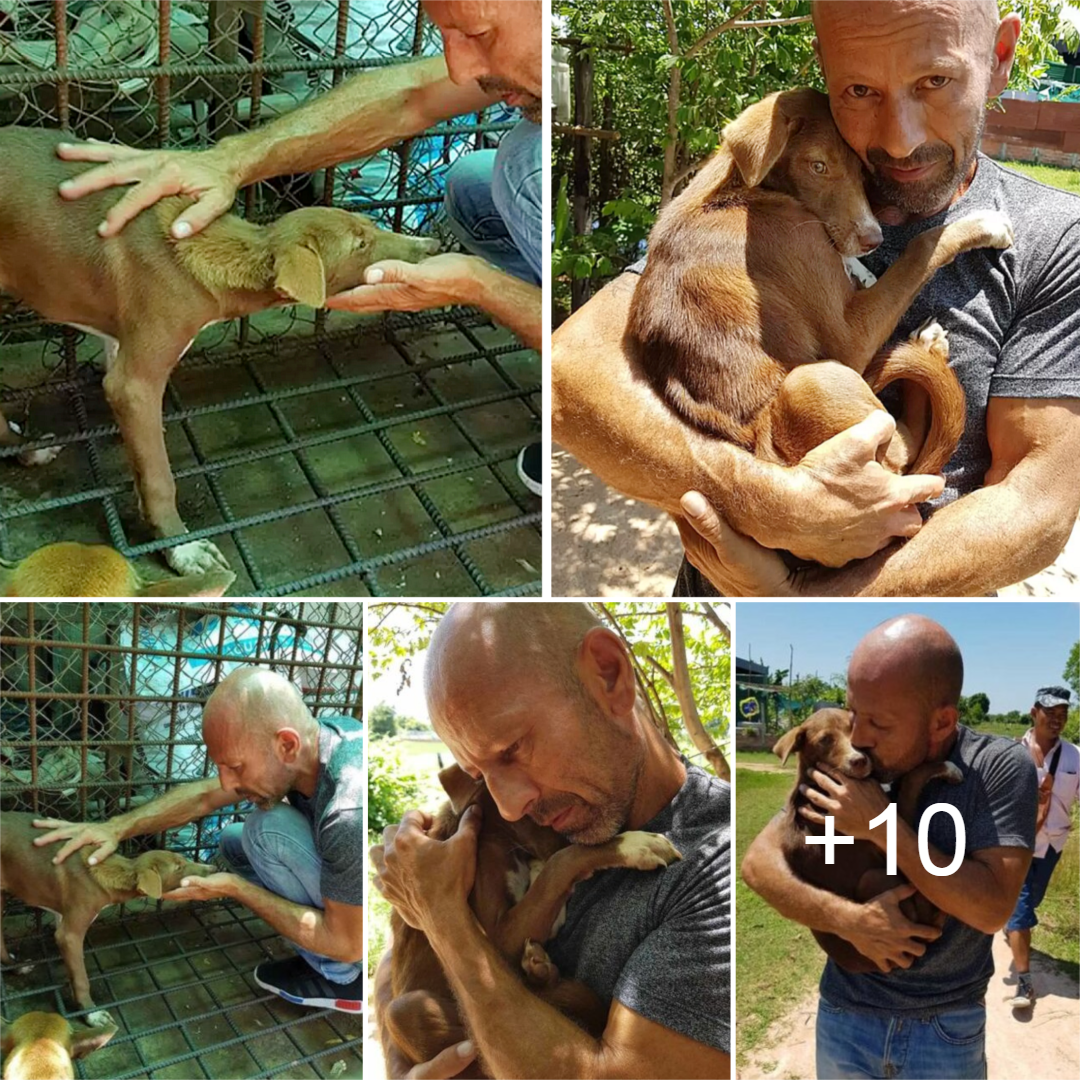 nin A dog, on the brink of euthanasia, steadfastly clings to the rescuer, demonstrating an unyielding bond and profound gratitude for being saved