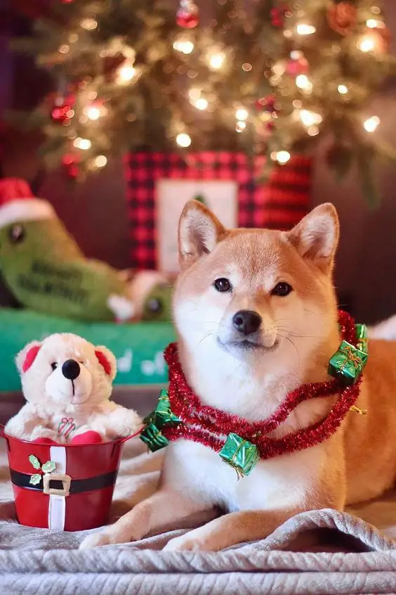 Heartwarming Yet Hilarious: A Dog’s Solo Christmas Adventure in the Chilly Winter