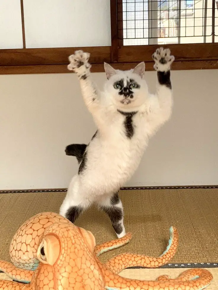 Whiskers and Ollie: A Hilarious Encounter Between Cat and Octopus.thi