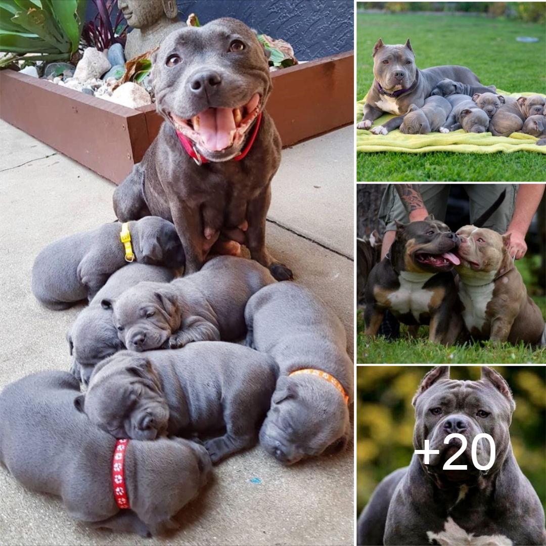 ”A Heartwarming Miracle Unveils: Witness the Devoted Canine Proudly Introducing His Six Adorable Puppies to a World Overflowing with Love.”