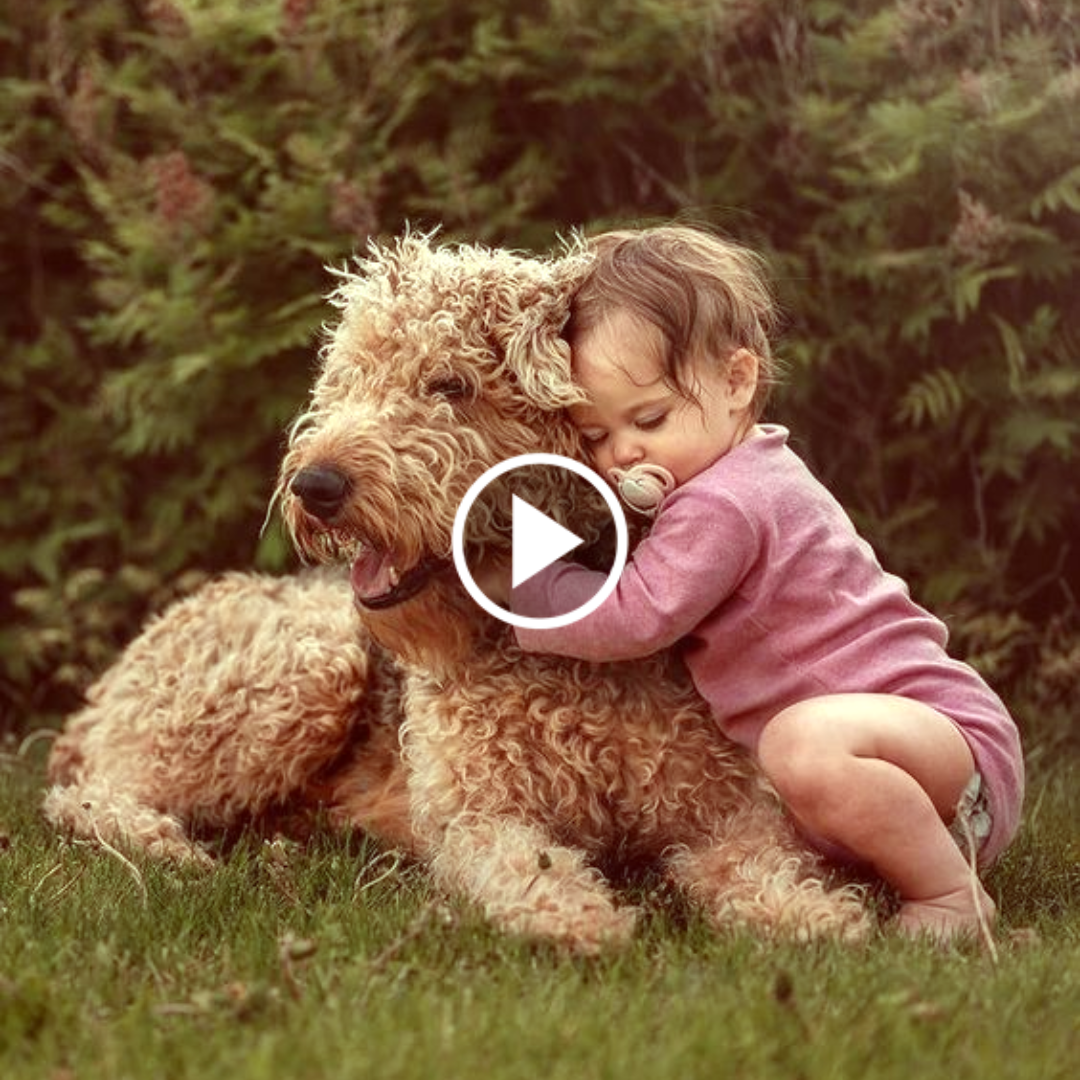 A Guardian in Fur: Tiny Canine Brings Comfort to Young Owner Amidst Adversity