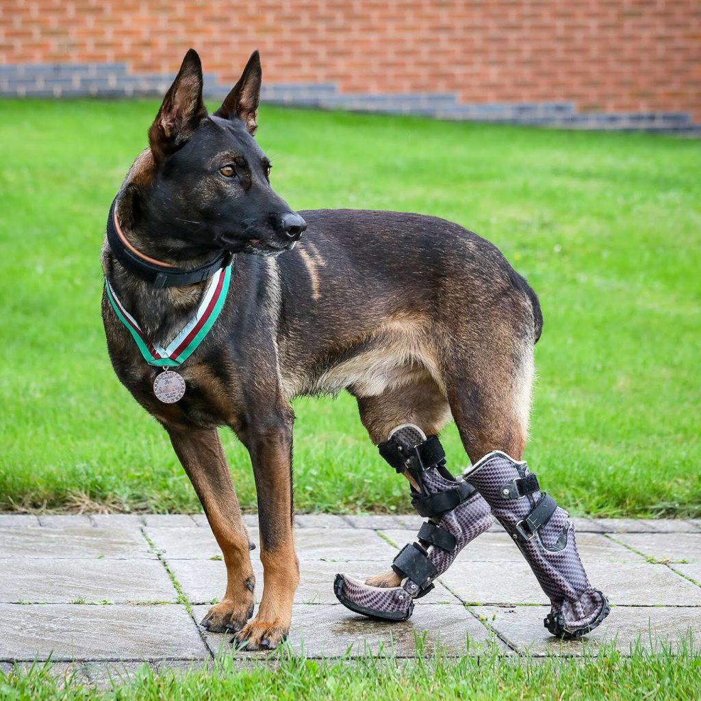 Inspirational Canine: The Unbelievable Story of a Dog’s Prosthetic Paws and Heroic Life-Saving Acts