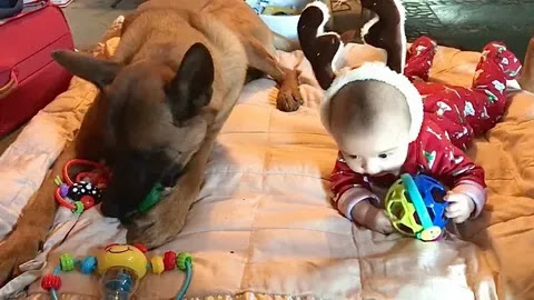 The dog’s devotion to the child while the parents are away from home fosters the love for the pet