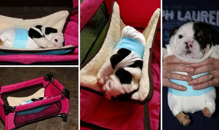 Heartwarming Rescue Story: Two-Legged Puppy Needs Encouragement After Ordeal