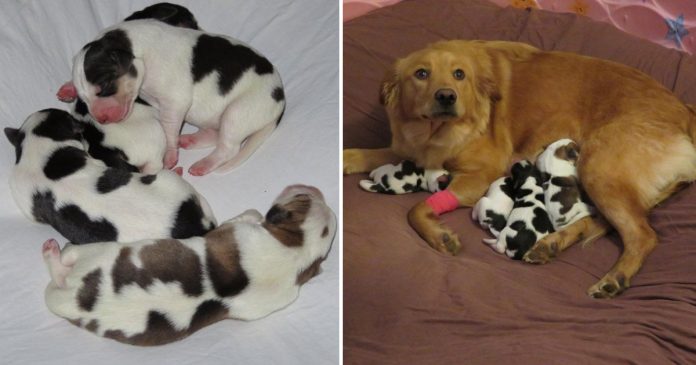 Surprise Miracle: Beloved Dog Gives Birth to Puppies Resembling Calves, Leaves Couple in Awe